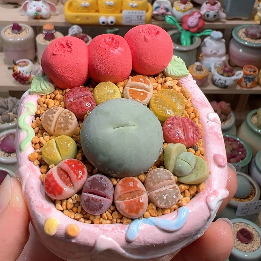 多肉植物49号组合