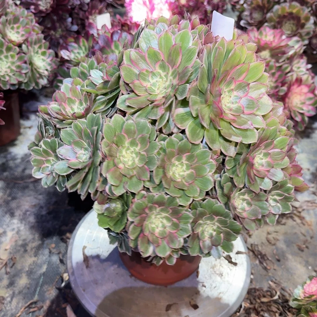 多肉植物莲花座674