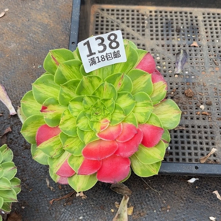 清***¼138知否砍头无根发货