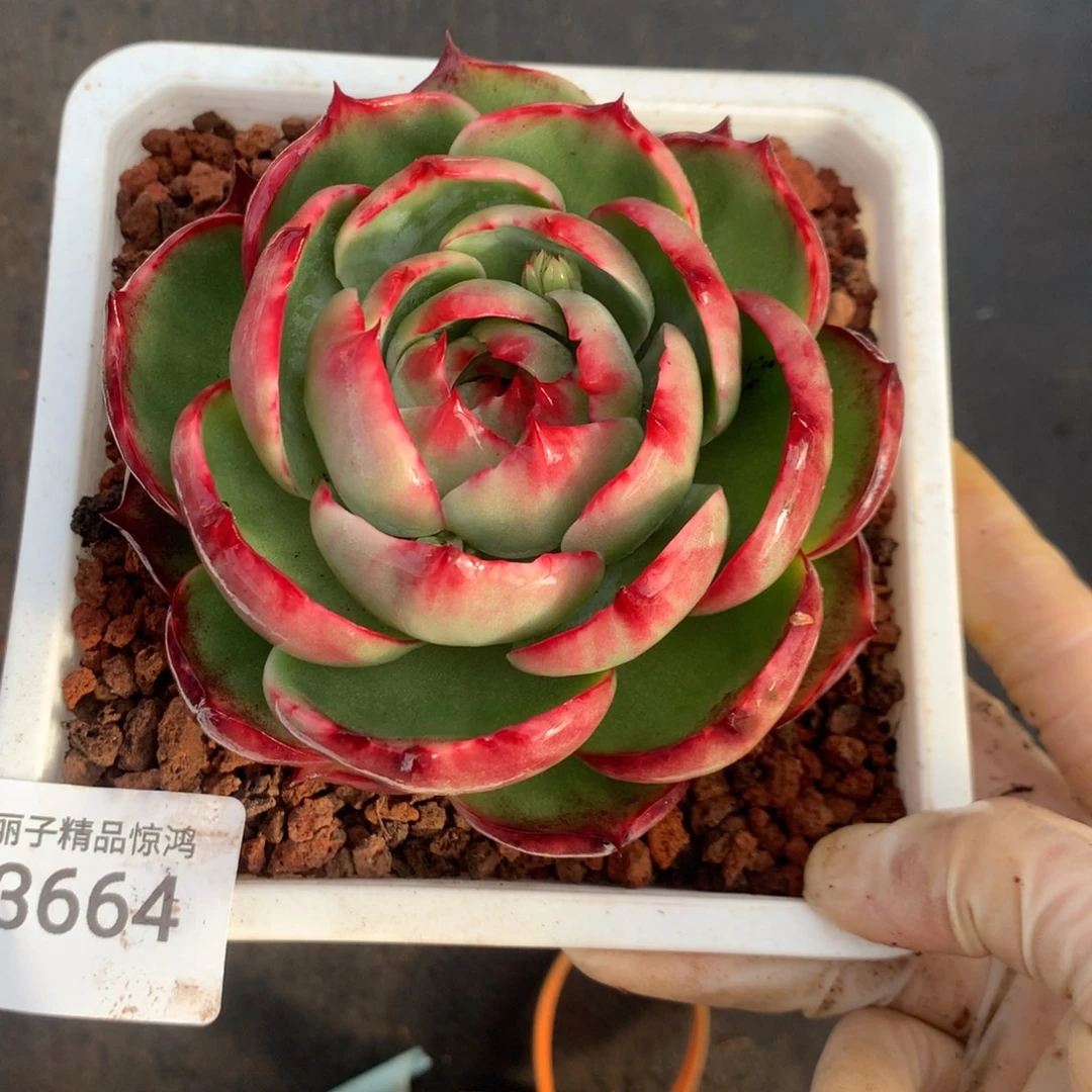 言***。3664一物一拍10厘米