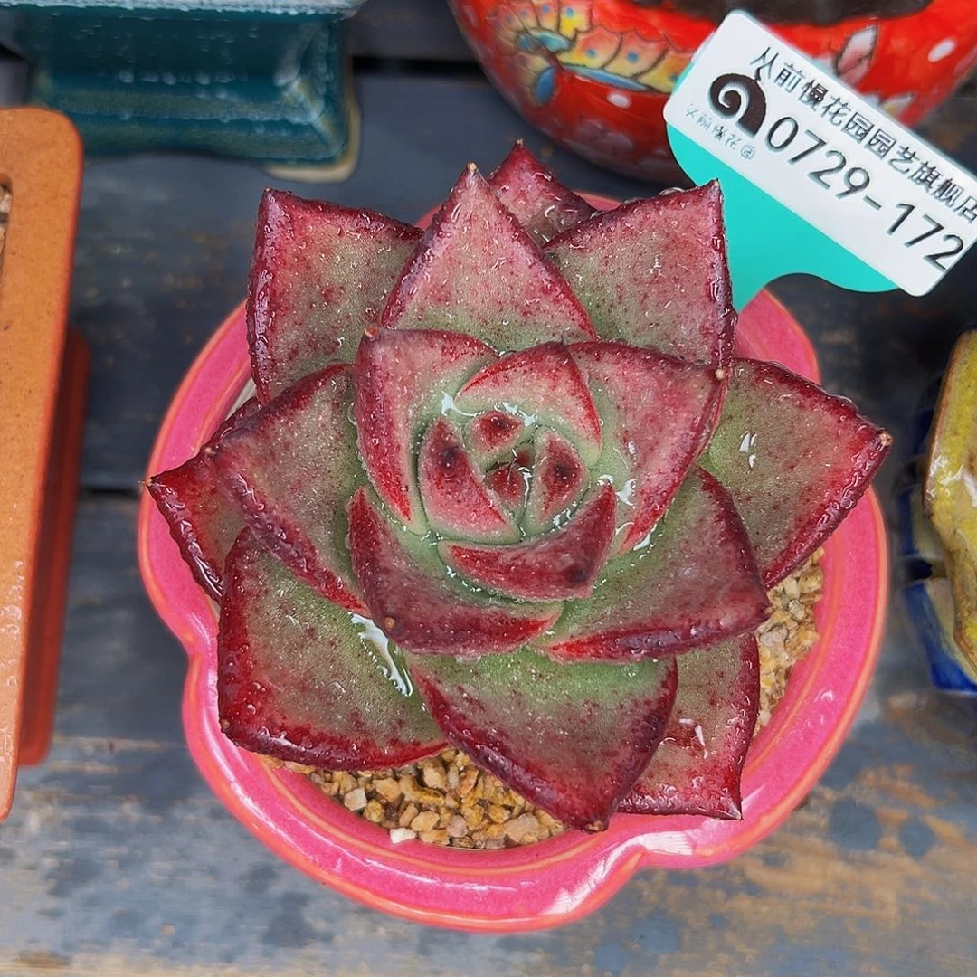 多肉一物一拍0729-172