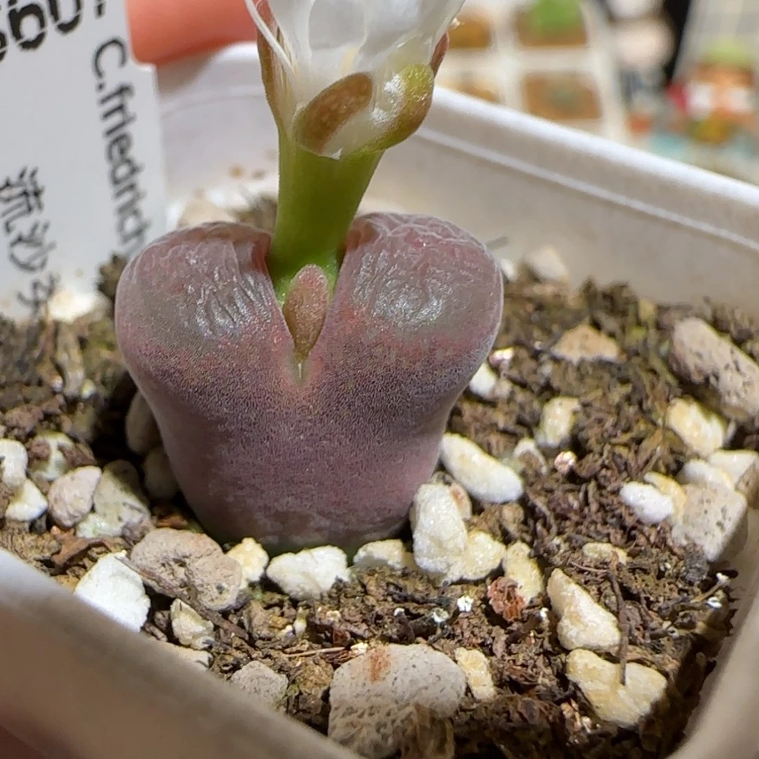 肉锥多肉植物百科-流沙106