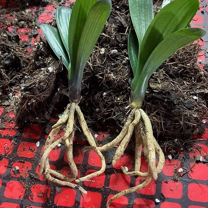 完全开放一年苗君子兰红花裸根发货