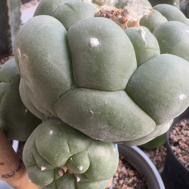 大优测牙一个200