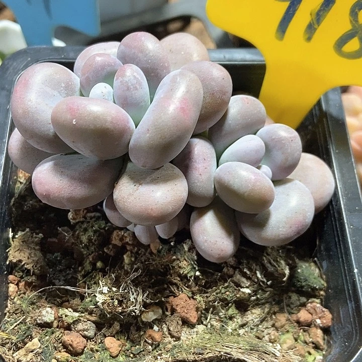 多肉植物大叶奶918