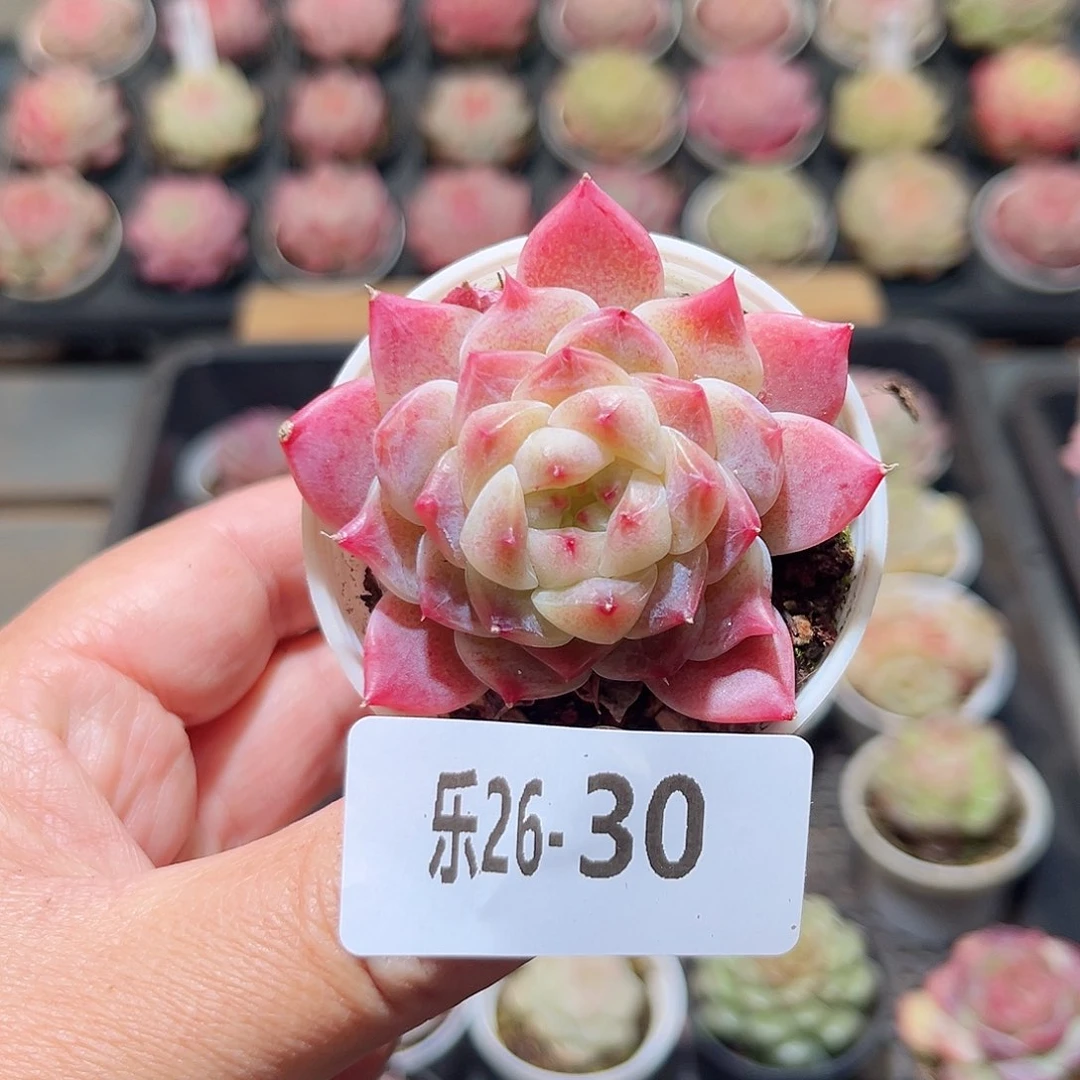 乐26-30 秘境冰魄