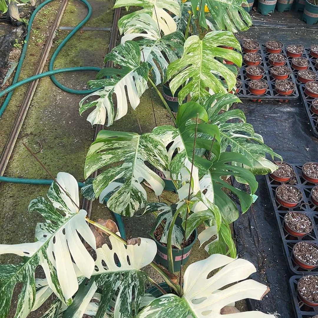 完全开放白龟9随机发货不售后