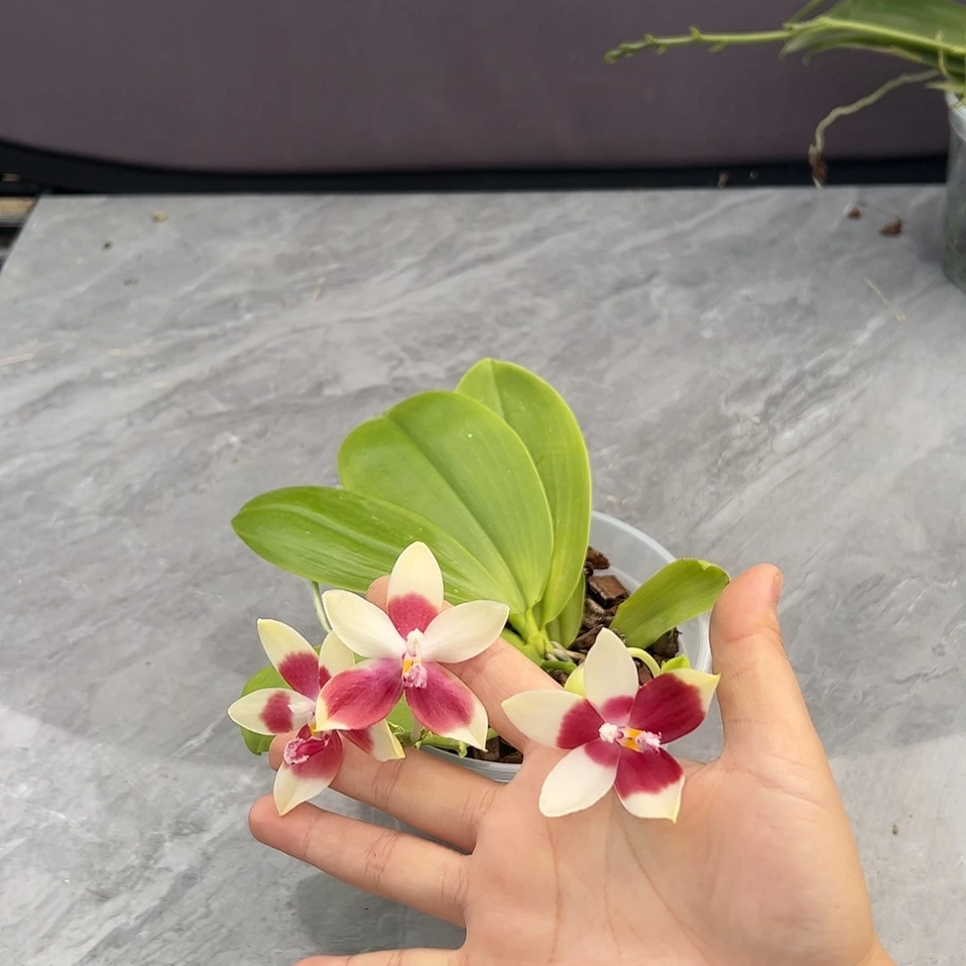 完全开放蓝珍火花盾4.5叶子微瑕