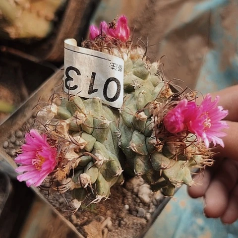 0135赤花娇丽仙人球