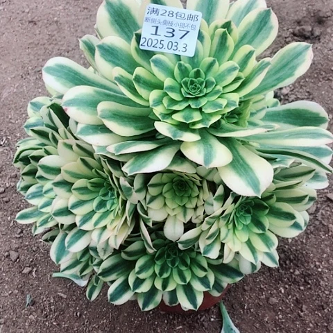 3.3-137金丝多肉植物