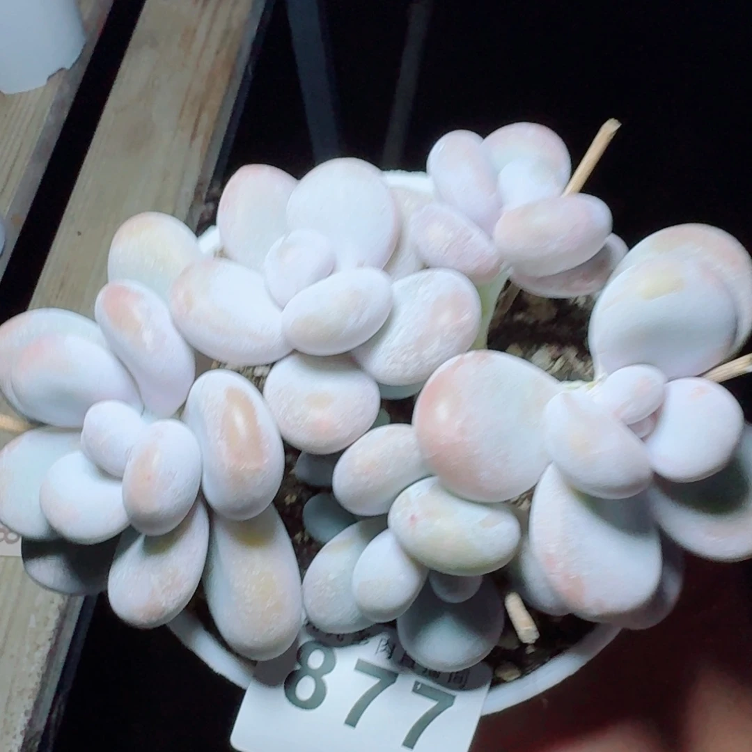 达摩奶            精美多肉植物