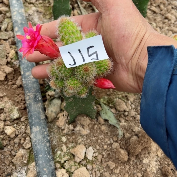 冰**洁J15嫁接金妞粉精灵50