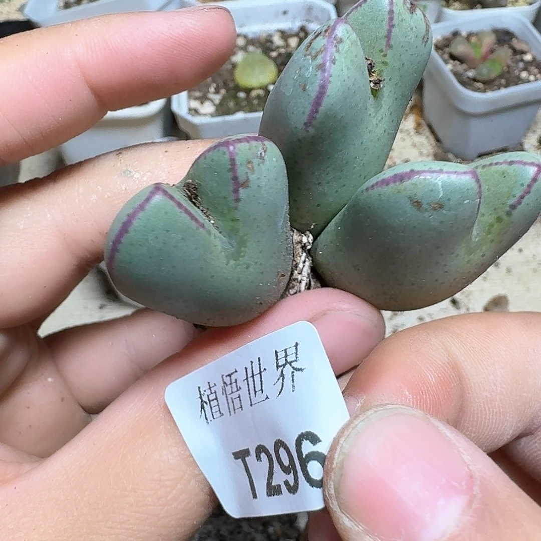 296盒多肉植物哇f c