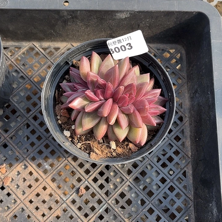 阿雅园艺。      3003迷雾泡泡