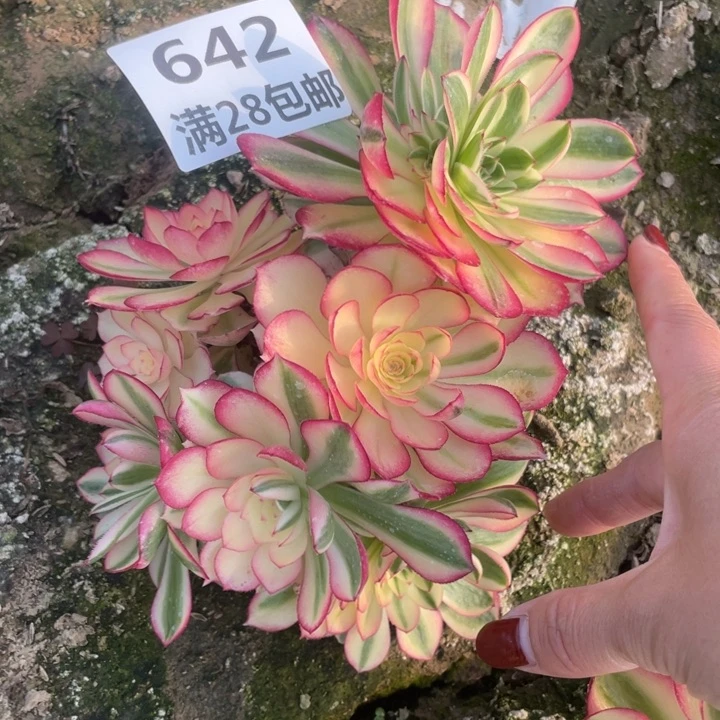 642二号棚倾城多肉母本