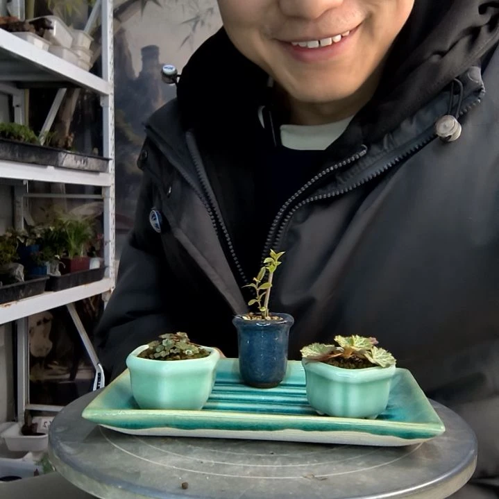 玺小盆景小植物一物一拍183