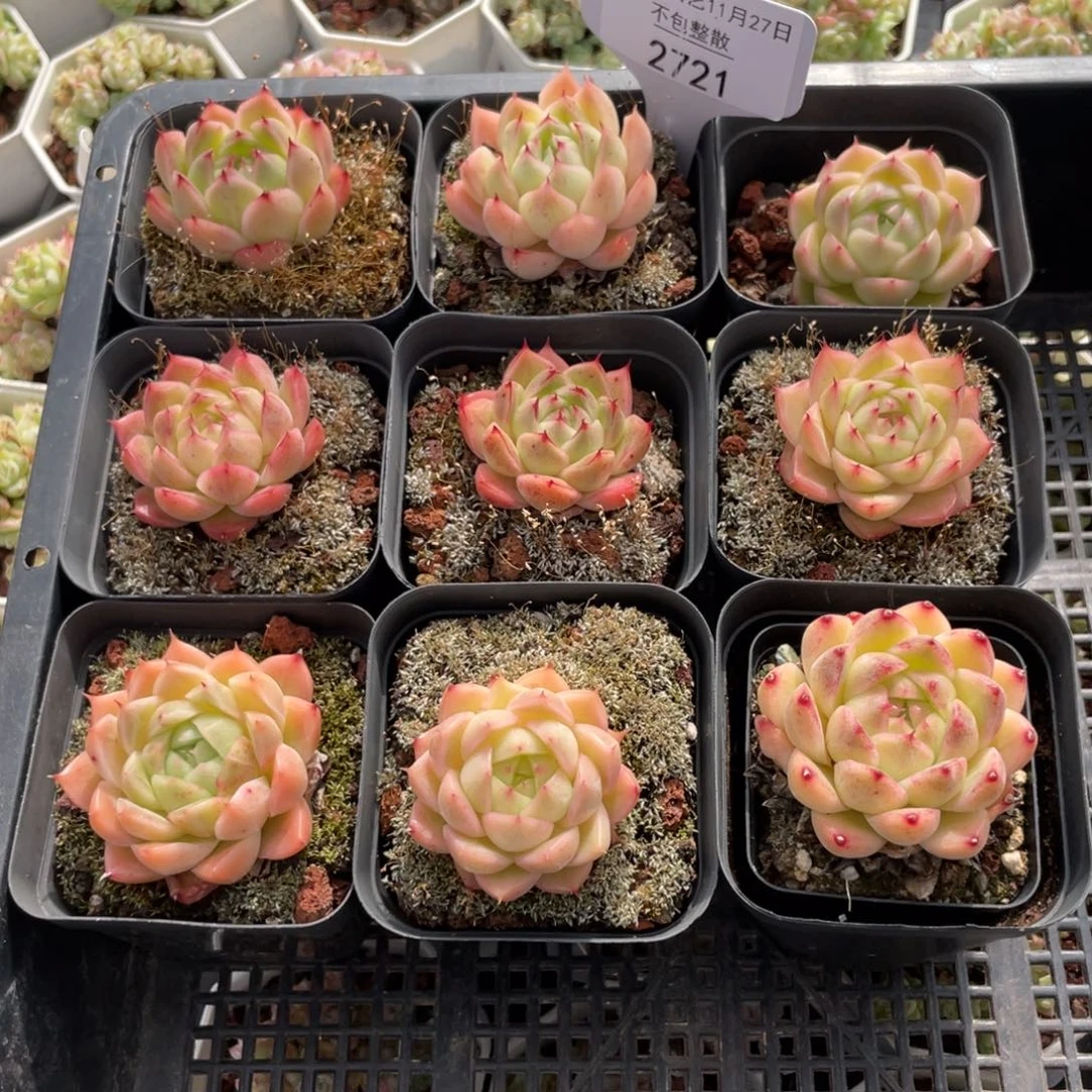 不包整散 盆子不售后2721