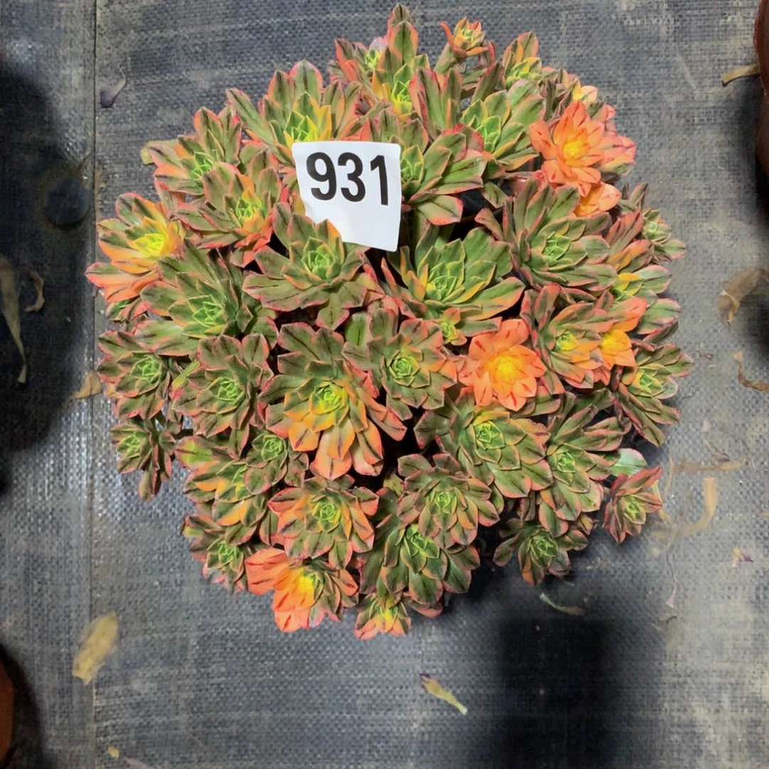 甜茶931法师多肉