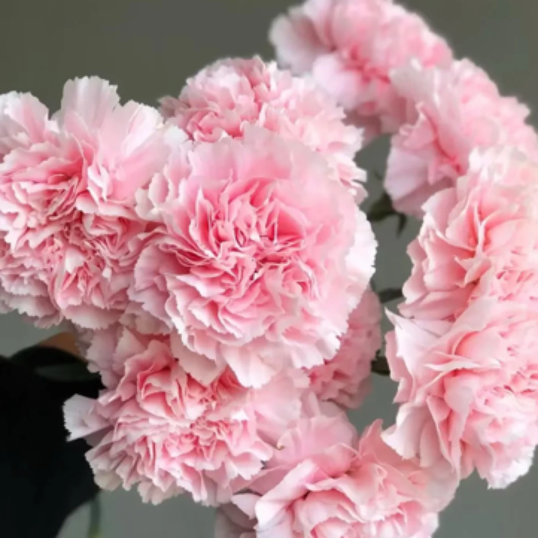 【亏米20枝】粉佳人康乃馨  云南基地发货 任意两单以上发货