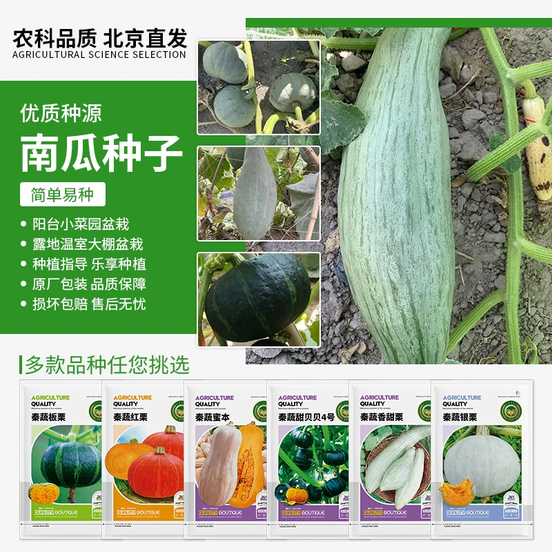 【农科院】各种南瓜种子四季蔬菜种子板栗南瓜种子贝贝南瓜种子