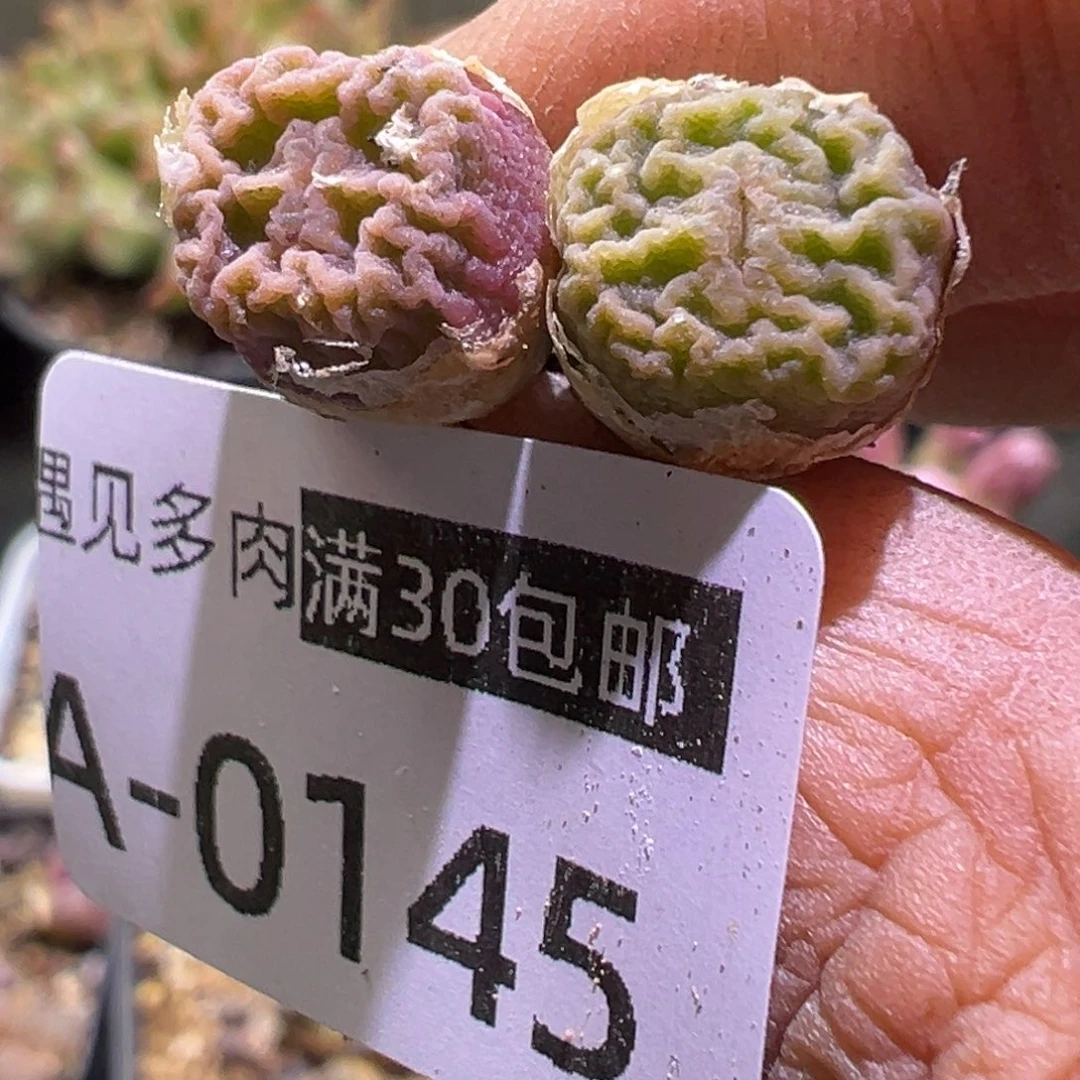 多肉植物11111111111111