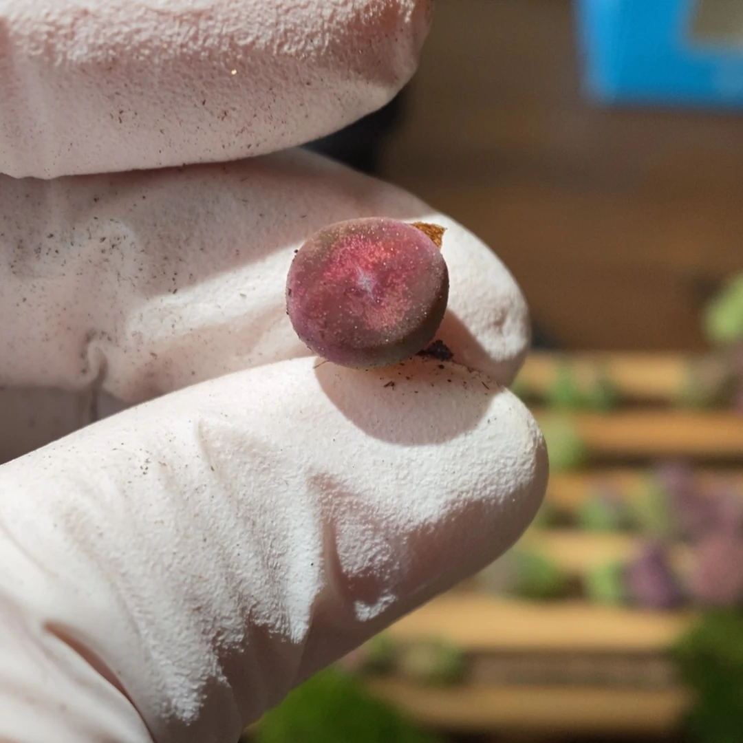 多肉植物肉锥杂交K-732 超墨杂