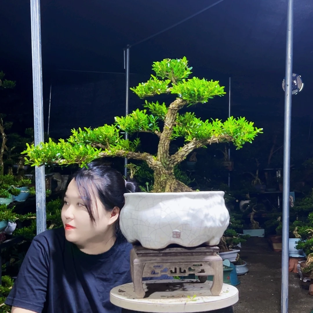 无花朵黄杨木
