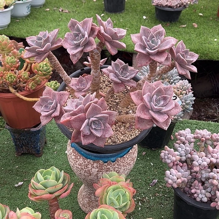 阿**徐鹤多肉植物092