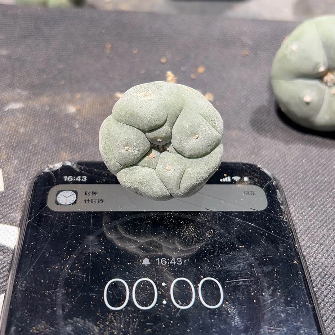 o****诺白皮大u 小体佛头银