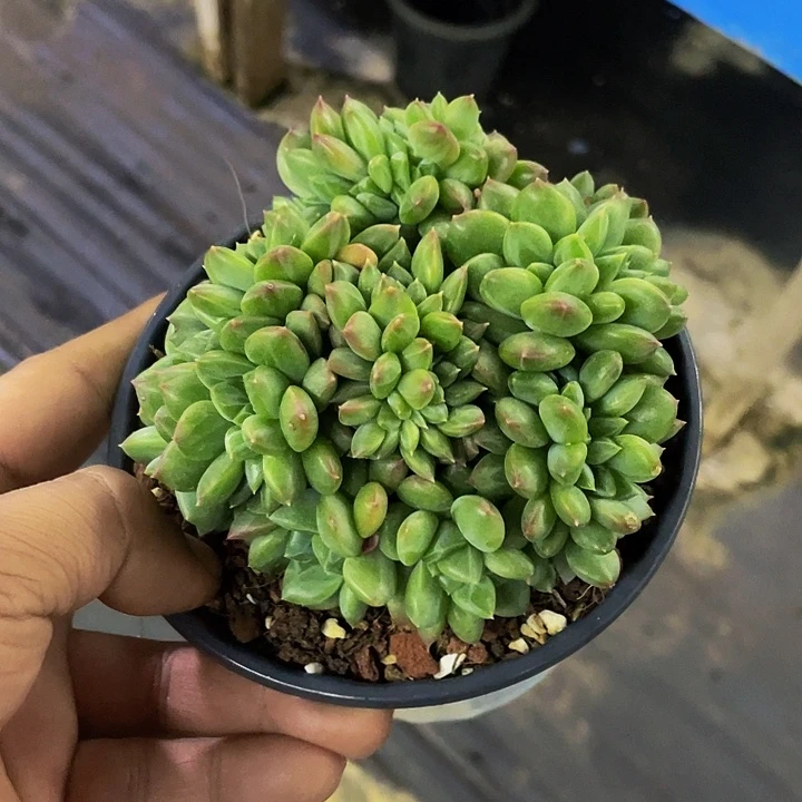 绿橙子缀化哦哦哦哦哦哦