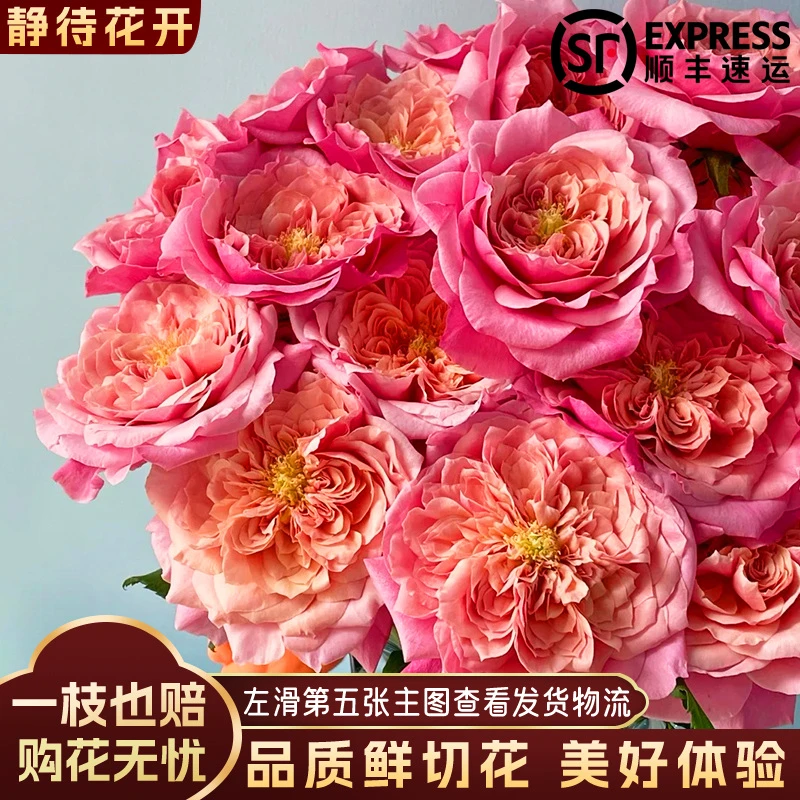 【静待花开】雅致皇后-稀有多头玫瑰 云南昆明斗南鲜花基地顺丰包邮