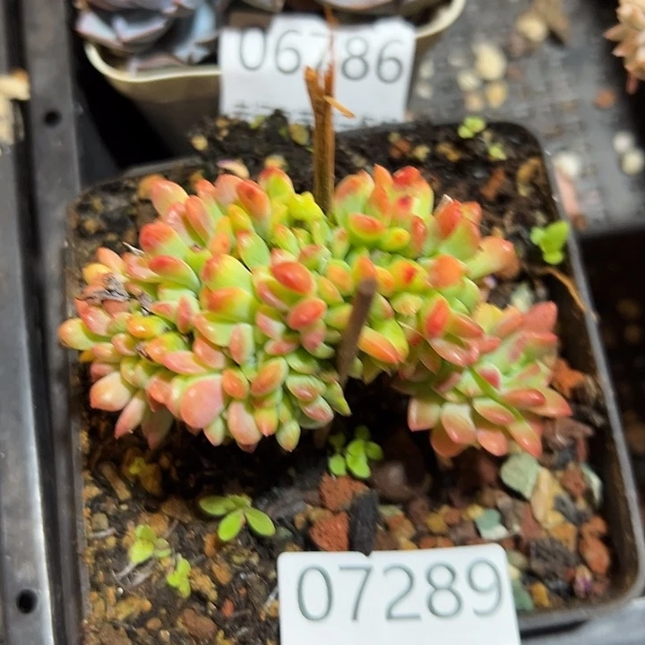 幸运的是我还幸运