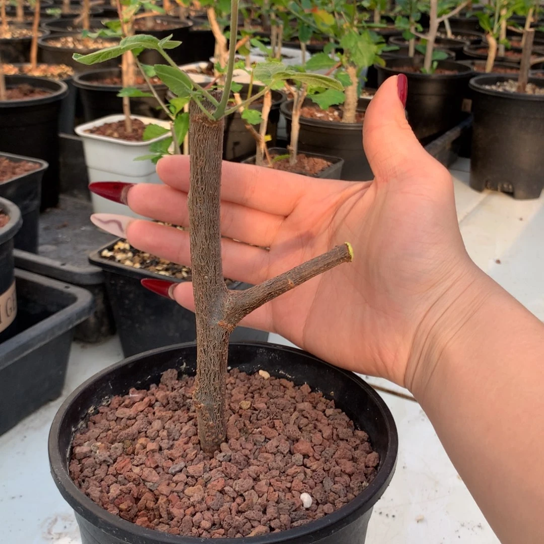 米德尔没药带盆发货