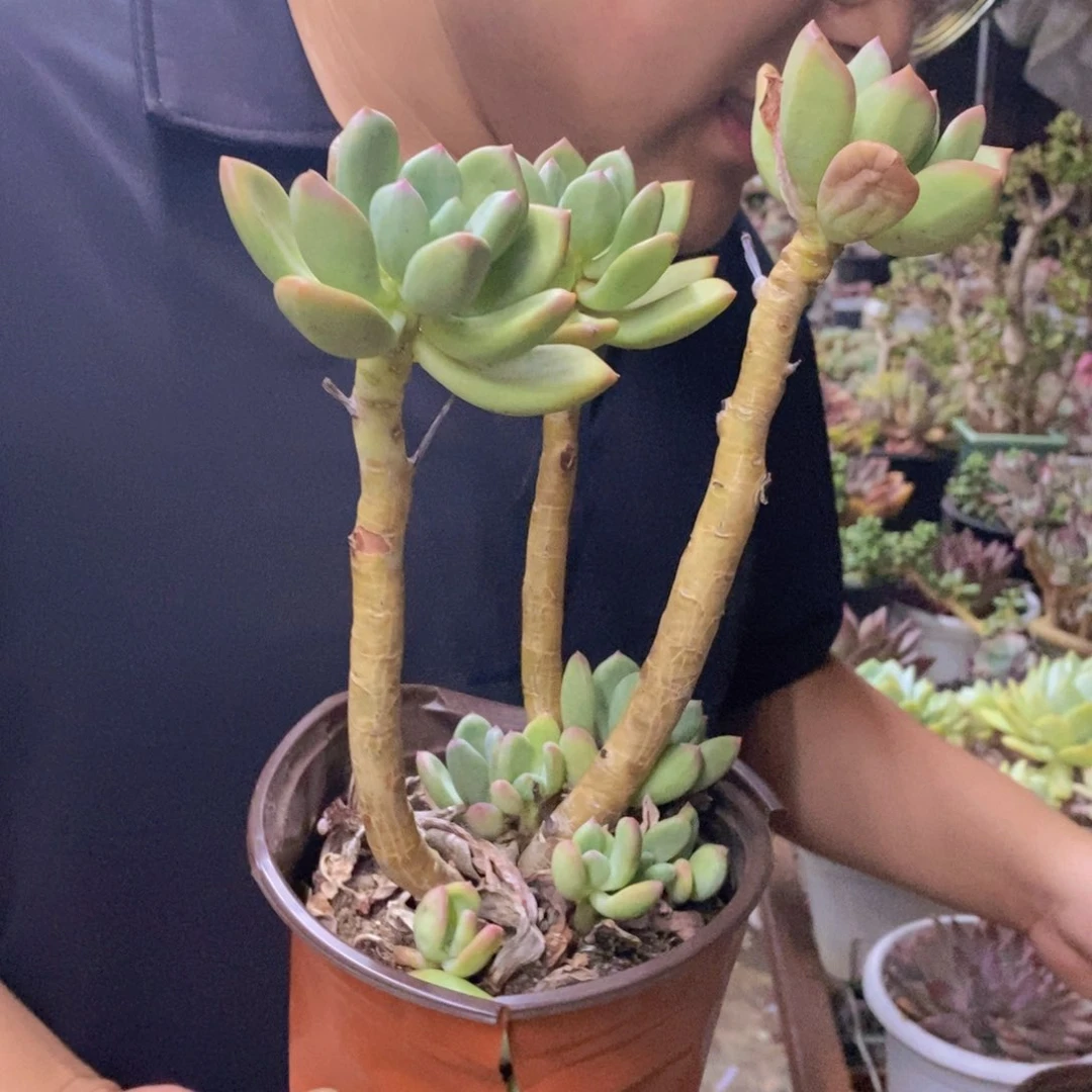 清新美人三头起发两盆