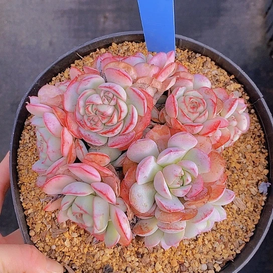 112多肉植物老桩