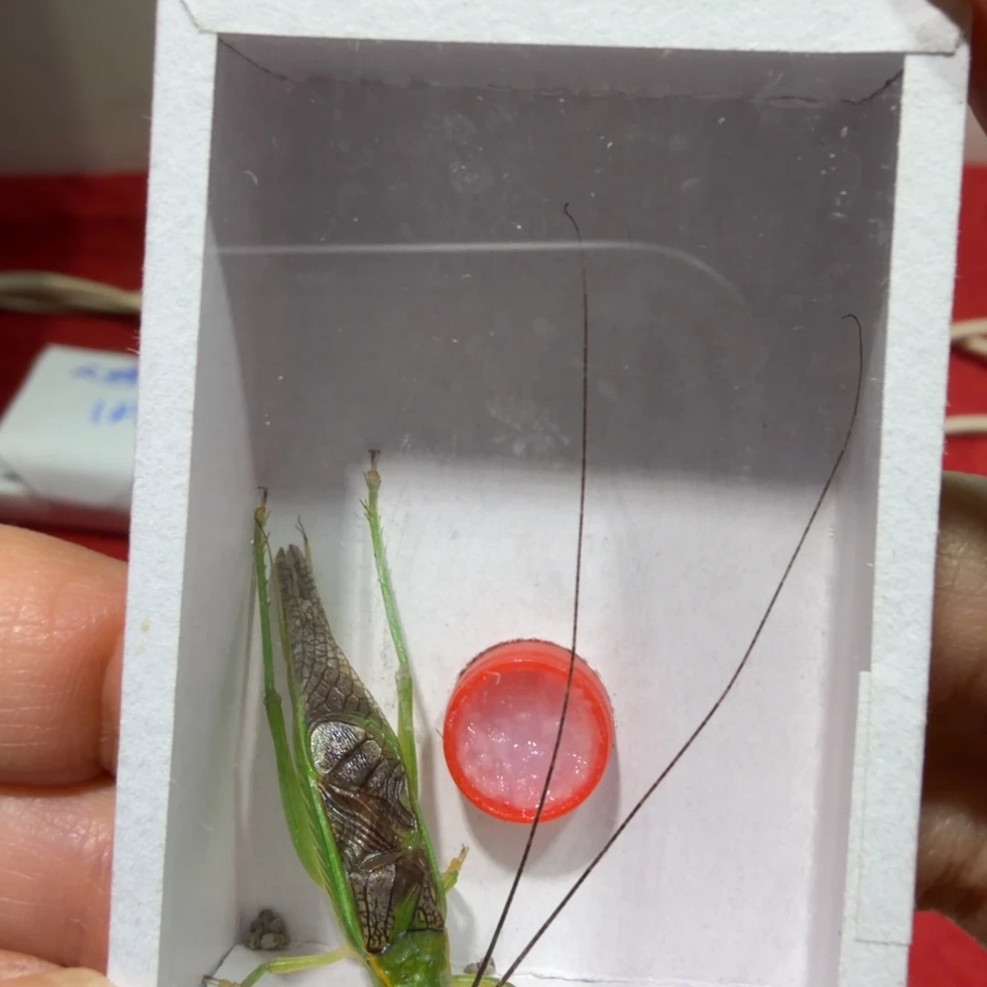 蟋蟀霍氏一条包邮