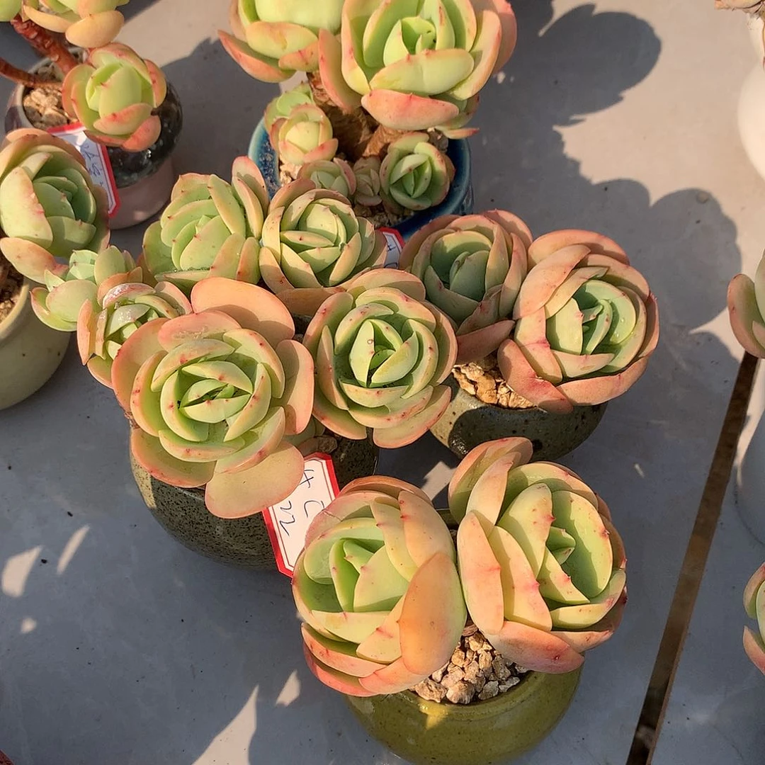 廾*！鸡蛋碧桃多肉四颗