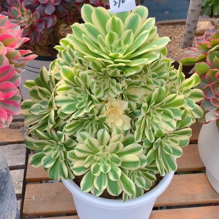 秋*270迈巴赫精品捧花朵朵