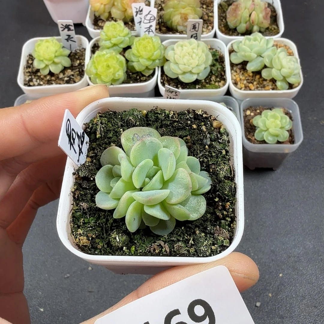 青梅四头一物一拍169