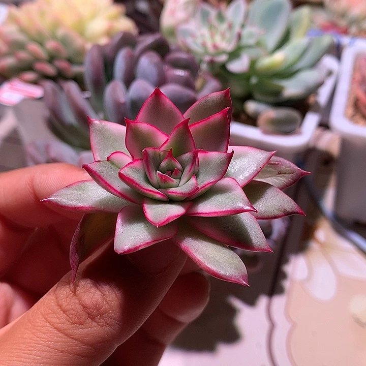 吉赛尔侧芽锦锦锦