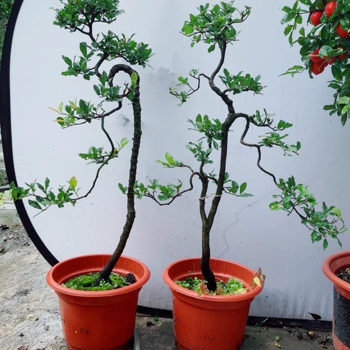 无花朵用****2金弹子盆景树