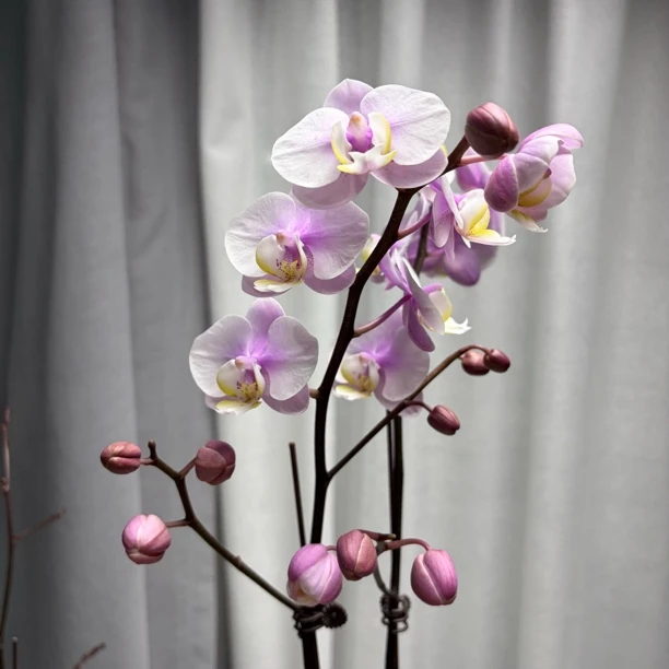 【小梅花】～蝴蝶兰网红糖果色好养活趣味花剑花苞客厅