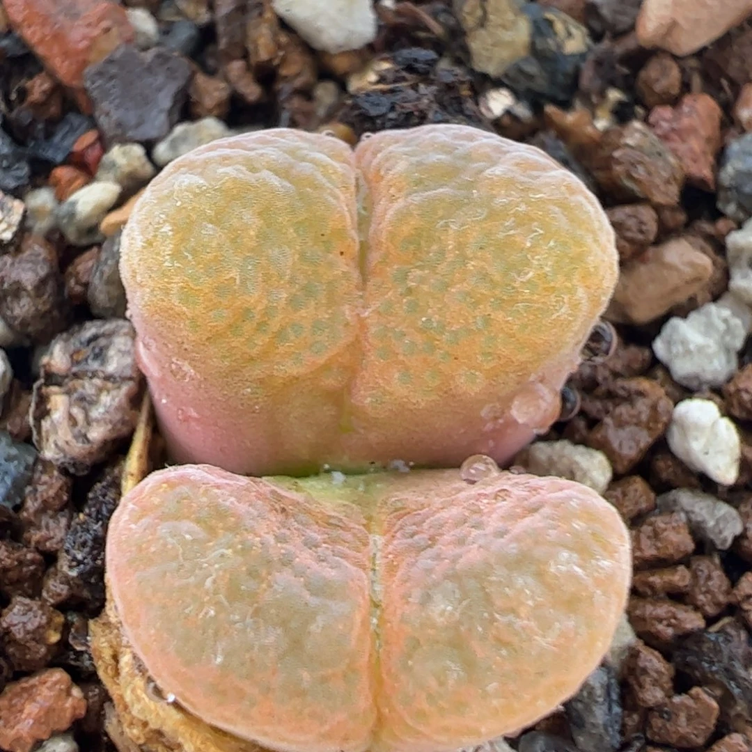 061多肉植物百科