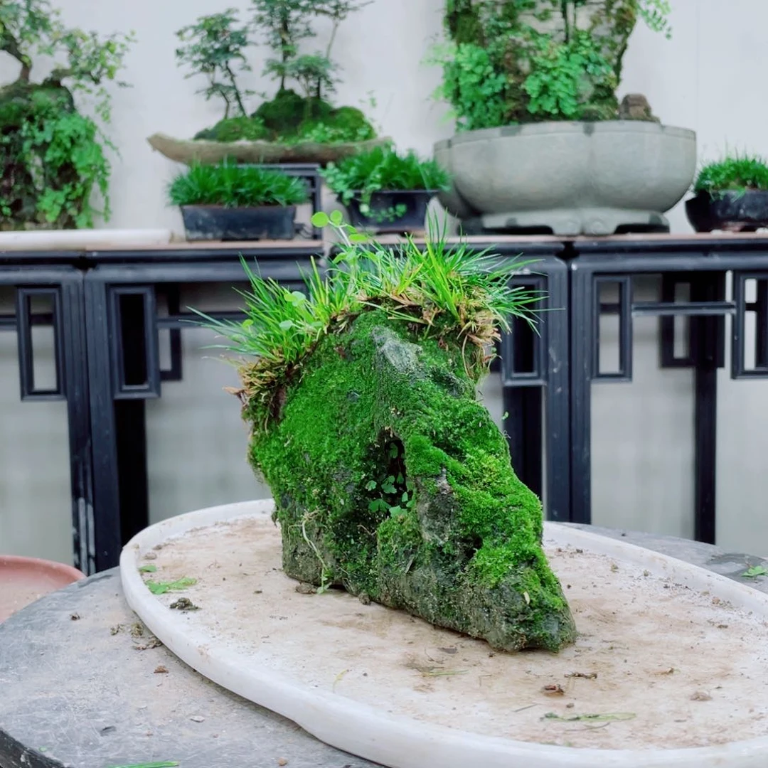 无铅玻璃林*李铁线蕨铁线蕨铁线蕨