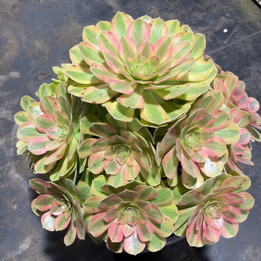 法师多肉植物漂亮漂亮