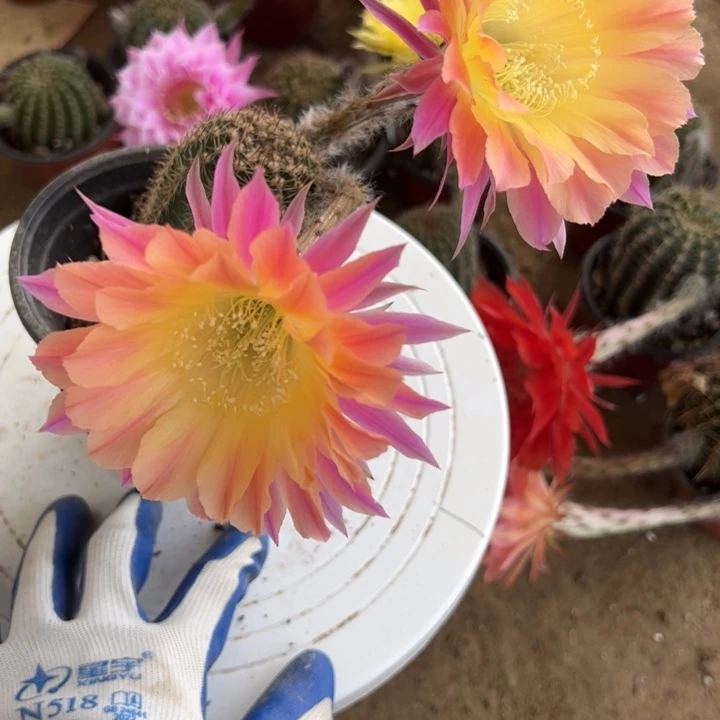 无花朵仙人球带根10