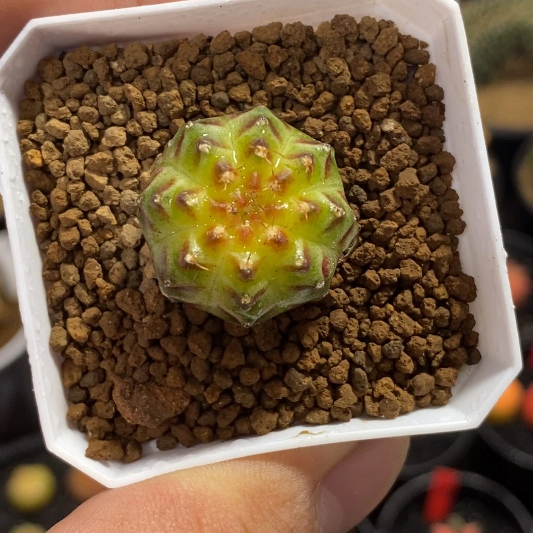 实生—带盆土发货37