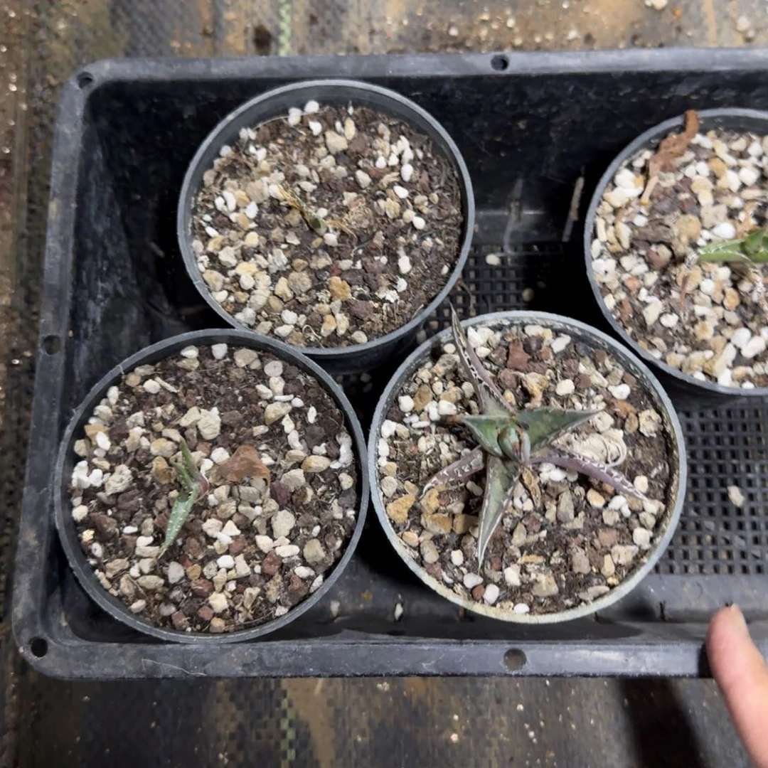 强刺霍利达龙舌兰一物一拍多肉