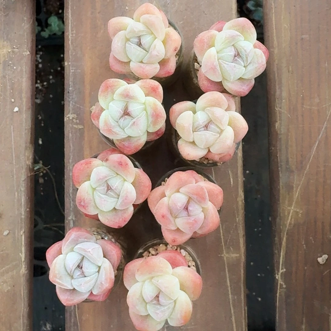 多肉冰玉单头一组拍7发8颗