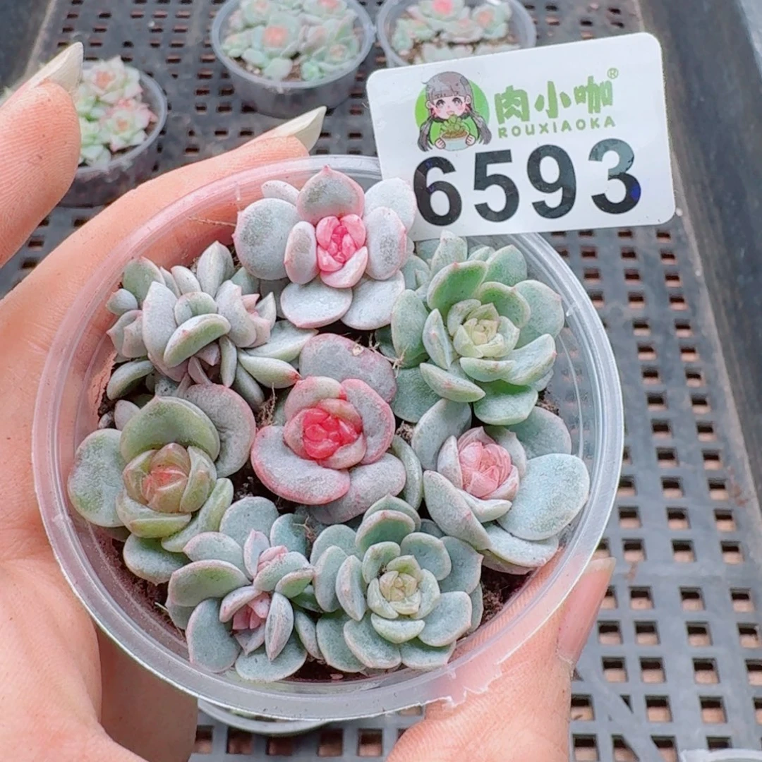 多肉植物多肉植物